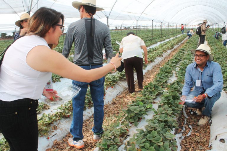 FESTIVAL DE LAS FRESAS (4)