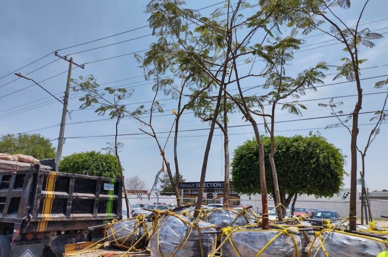 INICIA INTERVENCIÓN DE ARBOLADO URBANO (3)