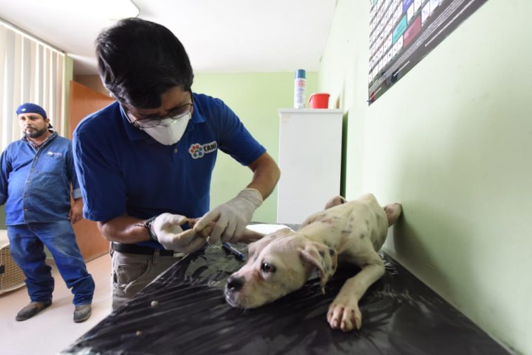 Rescate de Cachorro (2)