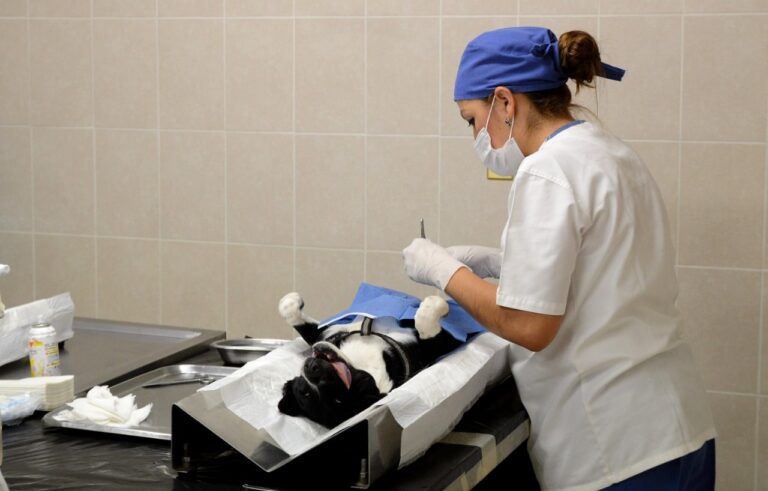 Campaña de Esterilización (Fotos de Archívo) (1)