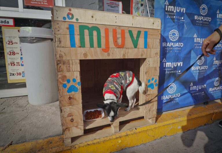 Casas para Perritos en Situación de Calle (1)