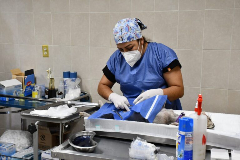 Esterilización de Mascotas 2021 (5)