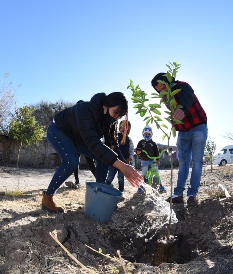 Plantación de árboles en Comederito (1)