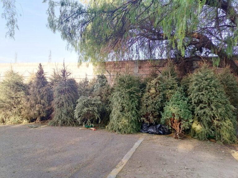 Manejo de Pinos Navideños (2)