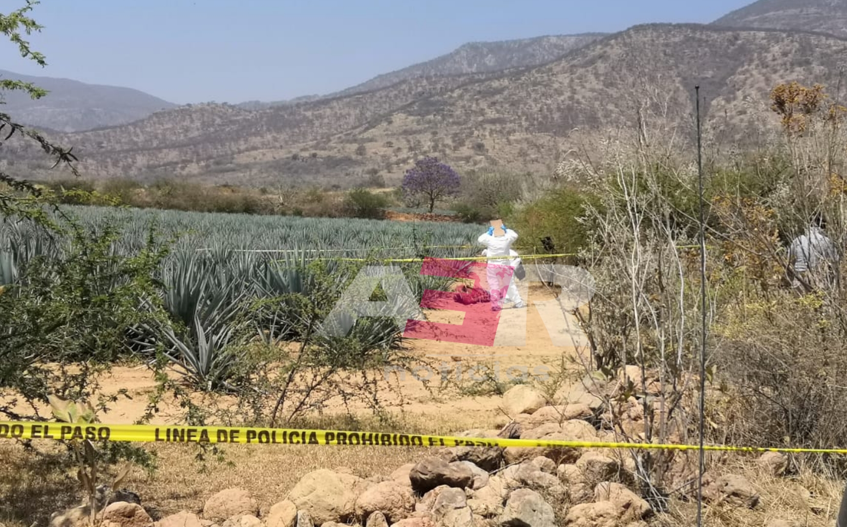 Localizan cadáver de un hombre en campos de agave en Corralejo 1