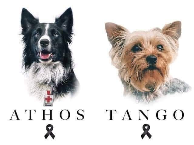 Hombre que envenenó a perritos rescatistas Athos y Tango, sentenciado a más de 10 años de prisión. 1