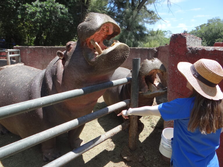 hipopotamo zooira (2) (1)