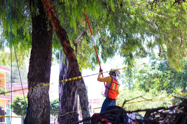 DAN SANEAMIENTO A ÁRBOLES (2)